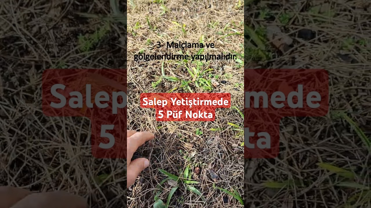 Salep Yetiştirmede Beş P&uuml;f Nokta #garden #hobi #g&uuml;bre #salep