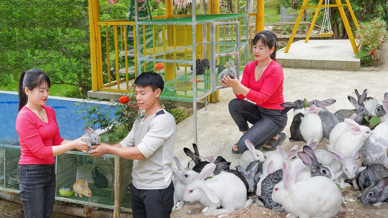 DIY Rabbit Cage Using Iron And Plastic Mesh - Buy Rabbits to Raise - My Bushcraft / Nhất