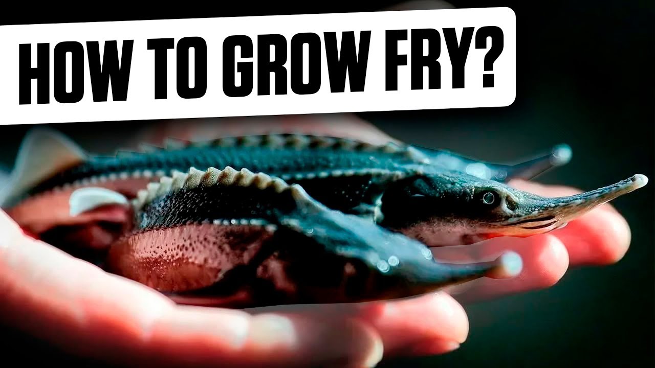 Inside a Modern RAS Fry Farm: How to Design a Recirculating Aquaculture System from Scratch