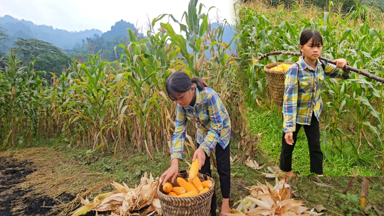 Phuong Vy harvests corn and takes care of livestock while her father is away.