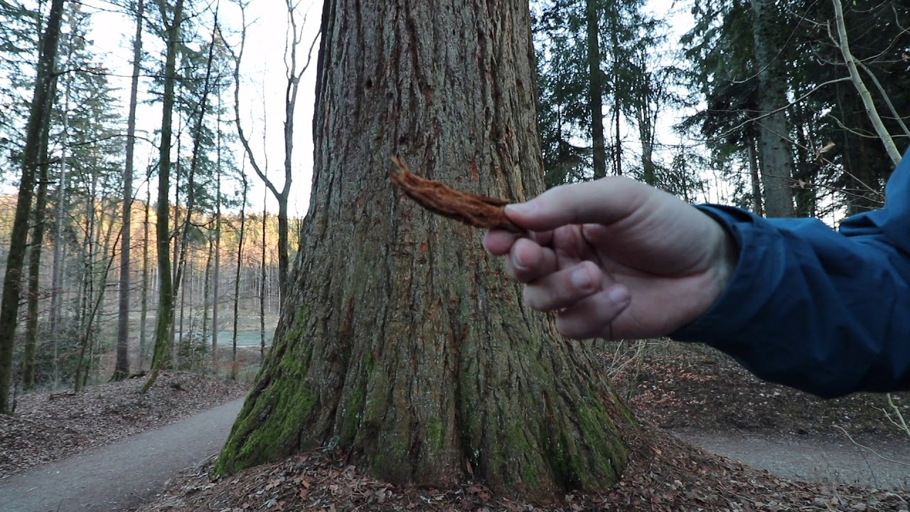 Mammutbaum - WaldKurzWissen