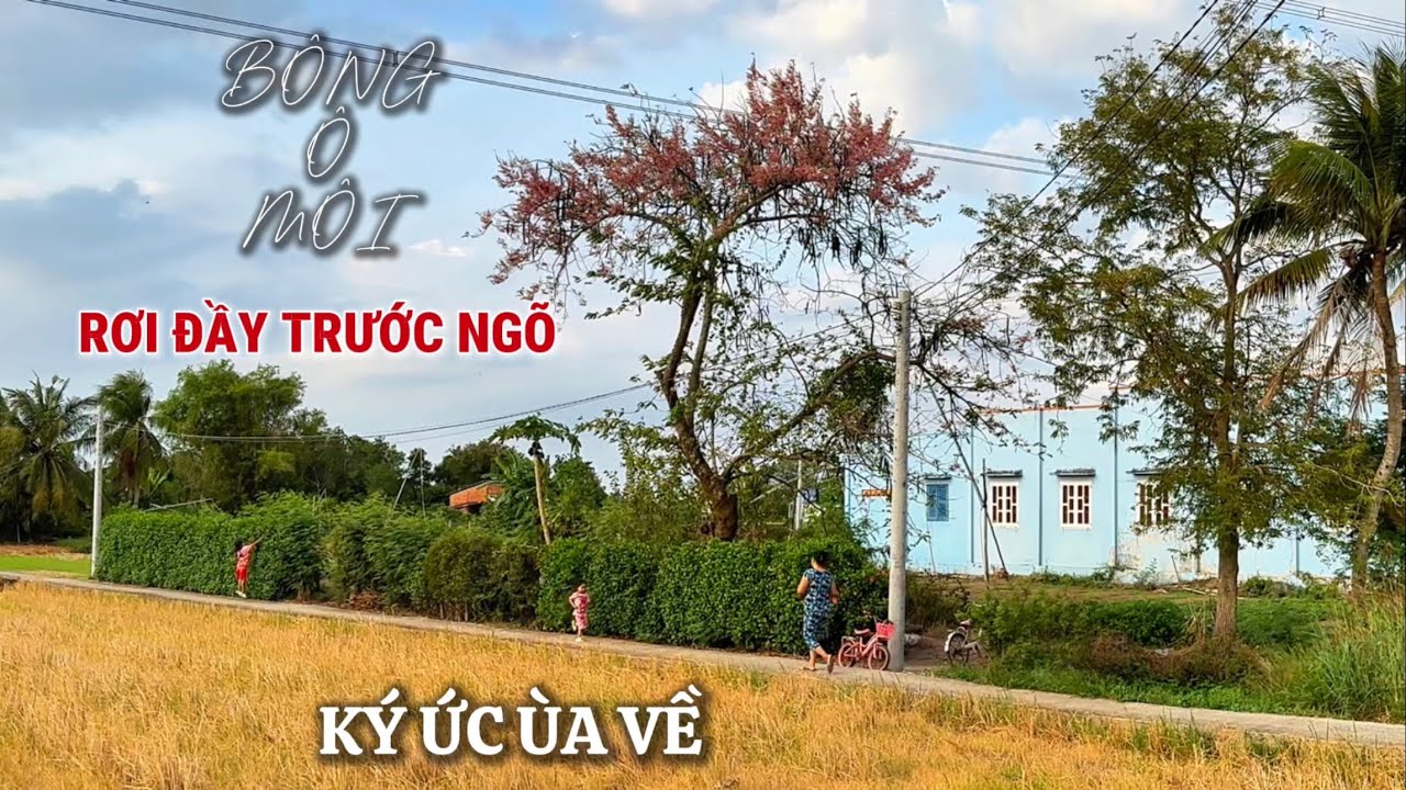 Mùa bông Ô MÔI | Vào Hái Ô Môi Nhà Chị Rất Vui .
