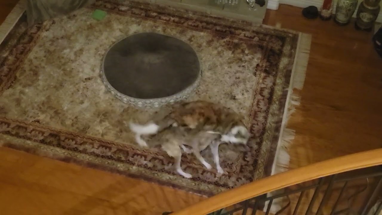 Flying Tiger vs Fairy