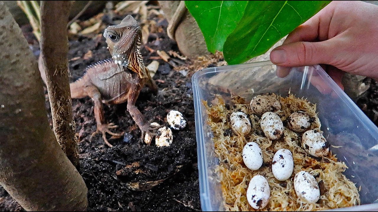 She Laid So Many Eggs! - How to Incubate Boyd's Forest Dragons