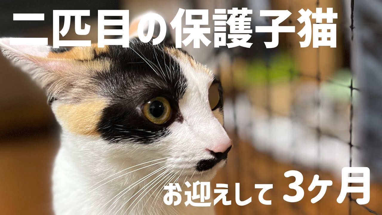 【保護猫】二匹目の保護猫を迎えて3ヶ月、先住猫へのストレスに悩んだトライアルを終えて。#保護猫 #cat #子ネコ #猫のいる暮らし #ミルクときなこ 