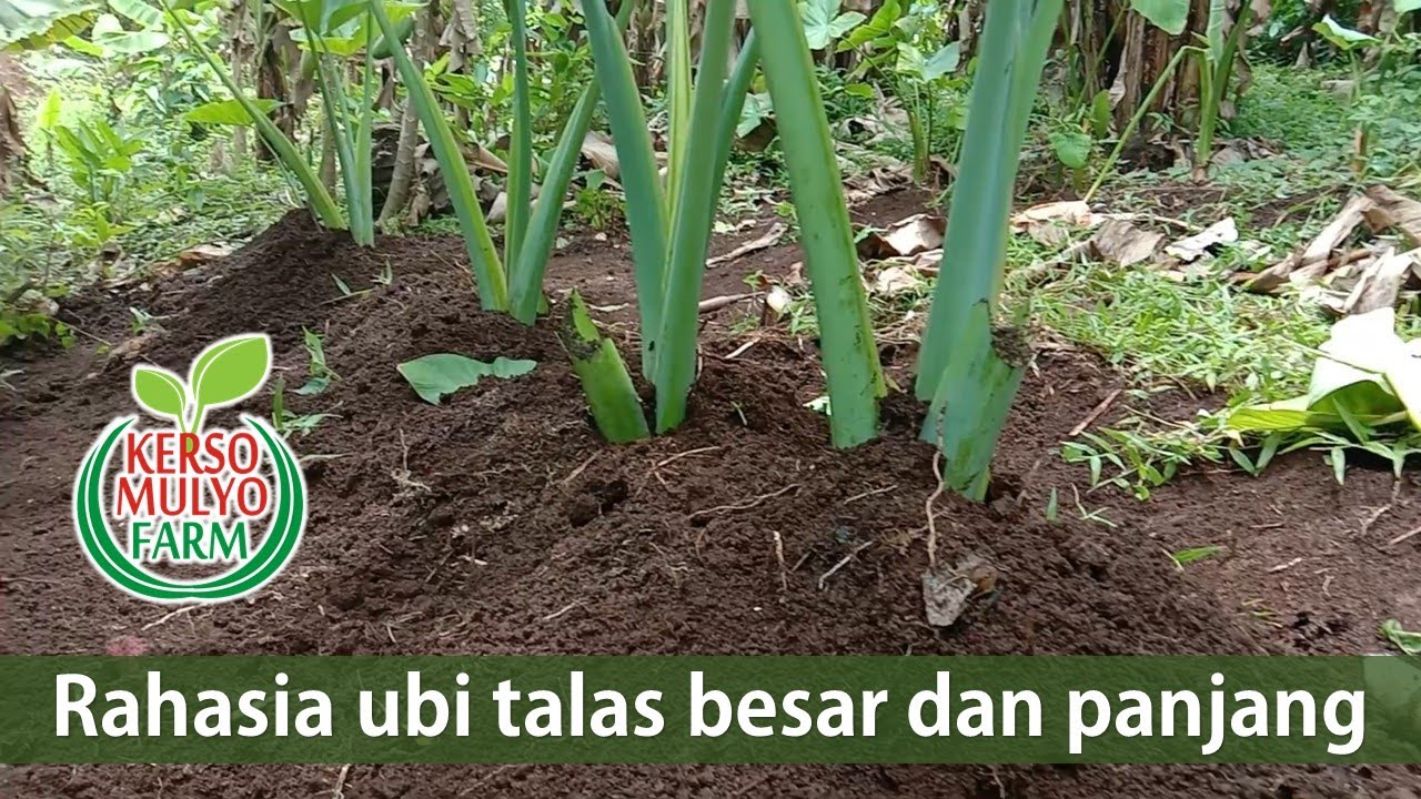 Как вырастить большое и длинное таро