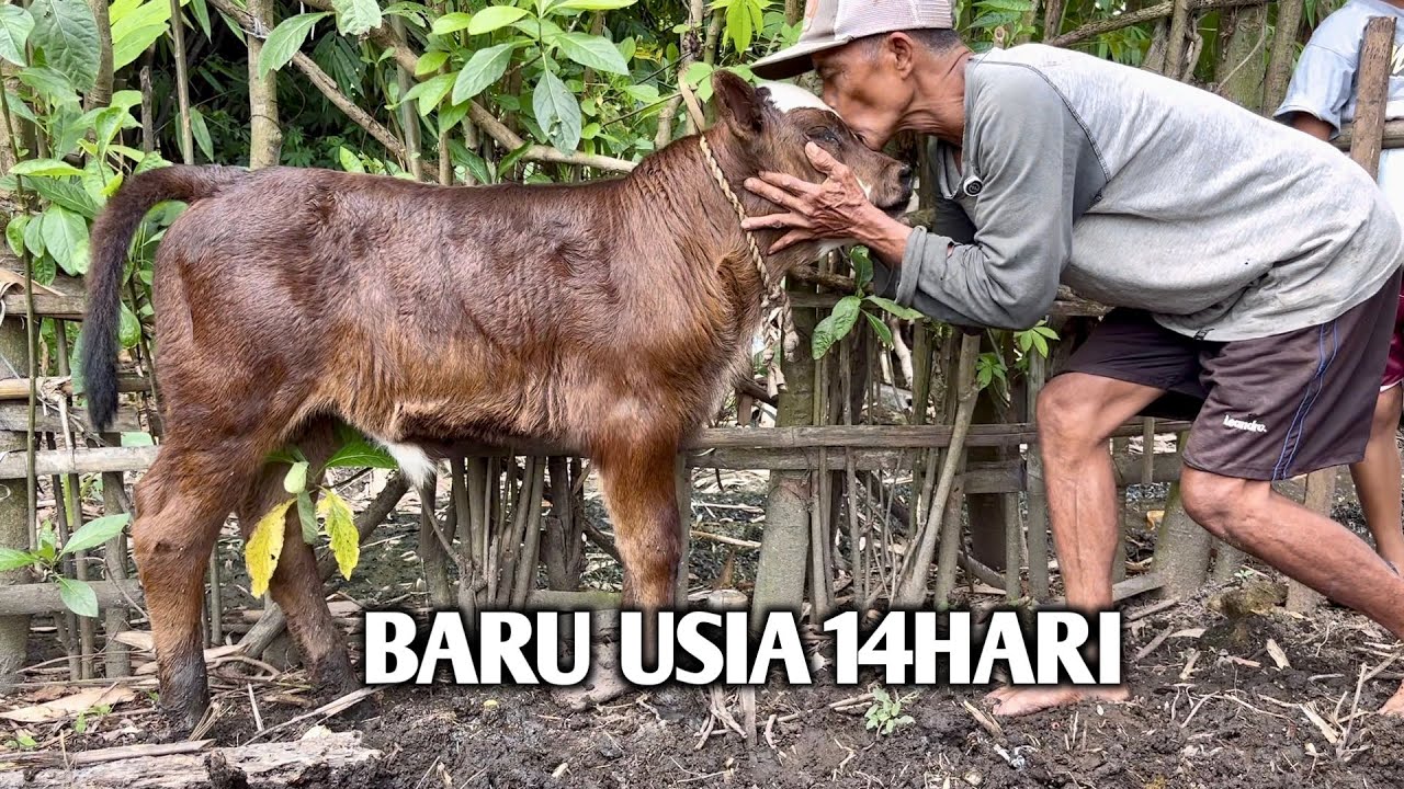 BARU USIA 14 HARI (pedet simangus)