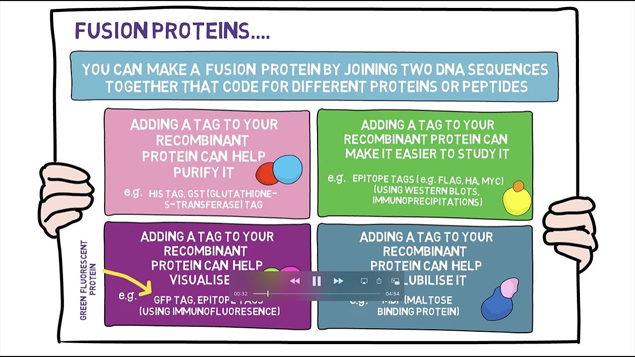 Fusion proteins