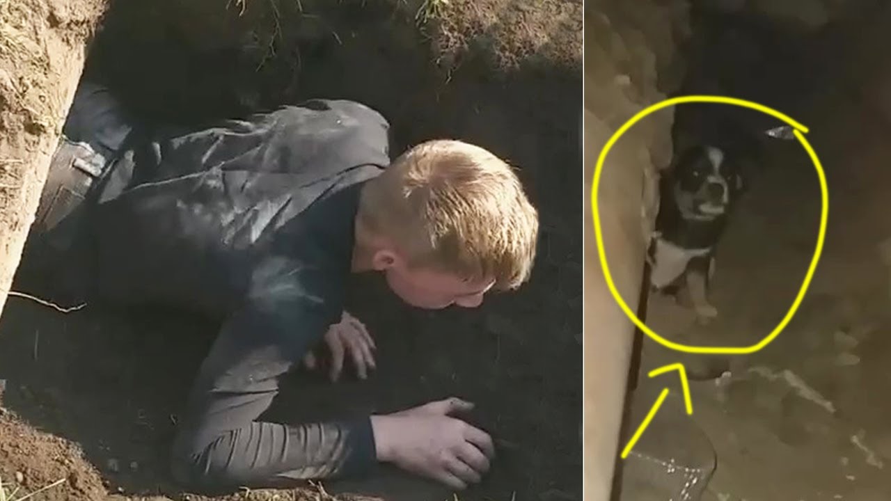 The cry and fear of puppies in a tunnel cave waiting for help and extreme stress
