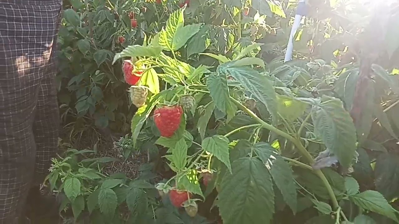 АТЛАНТ И МАПЕМА СУПЕР СОРТА ЭЛИТНОЙ МАЛИНЫ