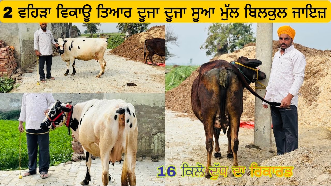10/03/2026 ਗੁਰਲਾਲ ਕੋਲ ਵਹਿੜਾ ਵਿਕਾਊ ਦੋਵੇਂ ਦੂਜਾ ਦੂਜਾ ਸੂਆ ਤਿਆਰ 16 + ਦੁੱਧ ਦਾ ਰਿਕਾਰਡ 6280981780