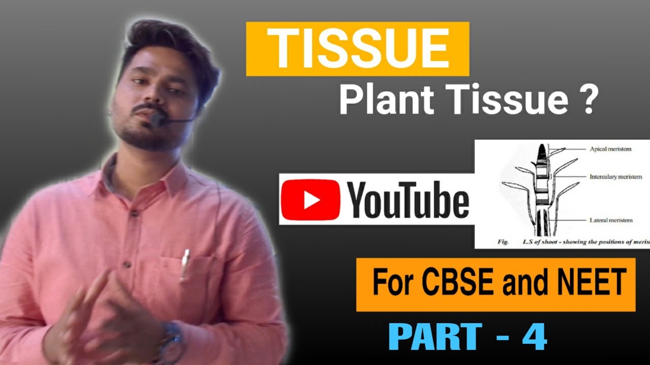 Tissues - Plant Tissue (Part - IV)  Detailed Explanation by - Biology In My Pocket