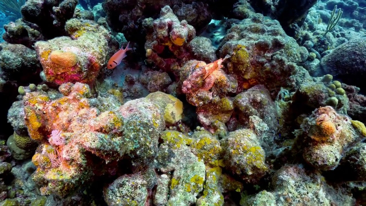 Bonaire 2025
