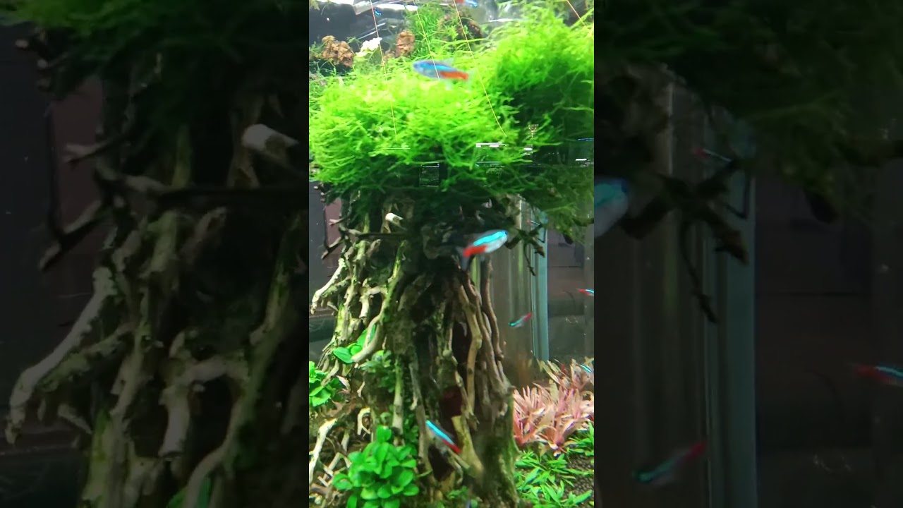 "Cardinal Tetras: Nature's Colorful Gems! 
