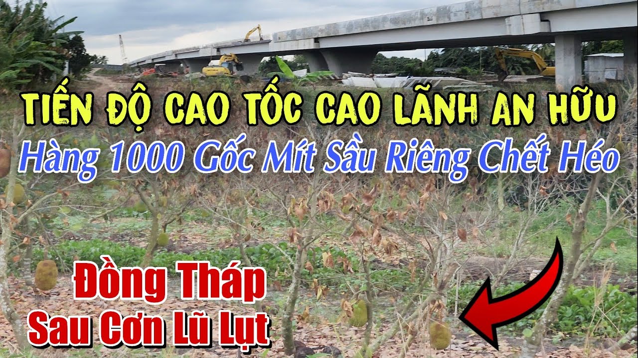 Lũ Tràn Đồng Tháp Ngập Lụt Vườn Cây Trái Chết Héo Bên Cao Tốc An Hữu Cao Lãnh Mùa Nước Nổi