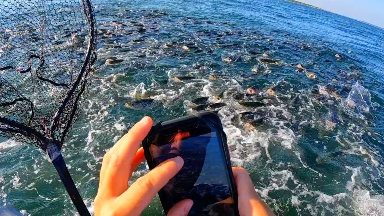 INSANE Striper Blitz, Fish Everywhere! Kayak Fishing Rhode Island