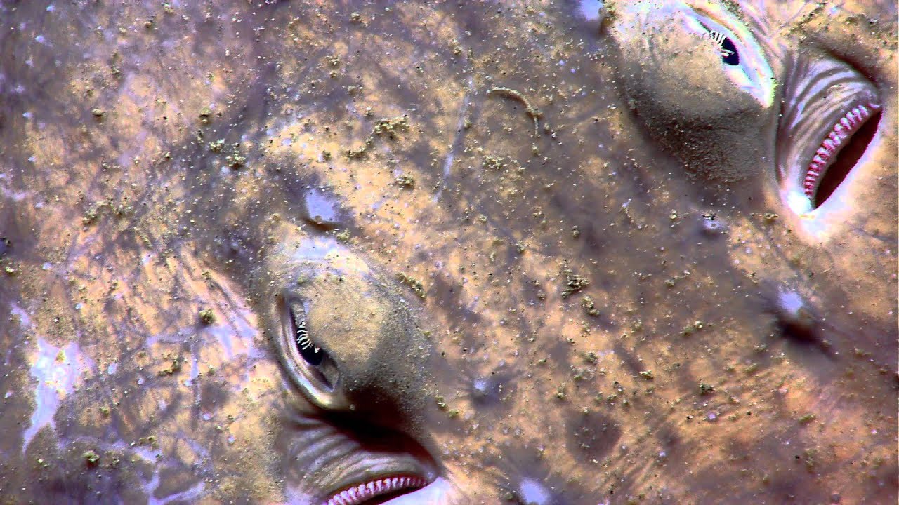 Okeanos Explorer Highlight: U.S Northeast Canyons Expedition 2013 Dive 7