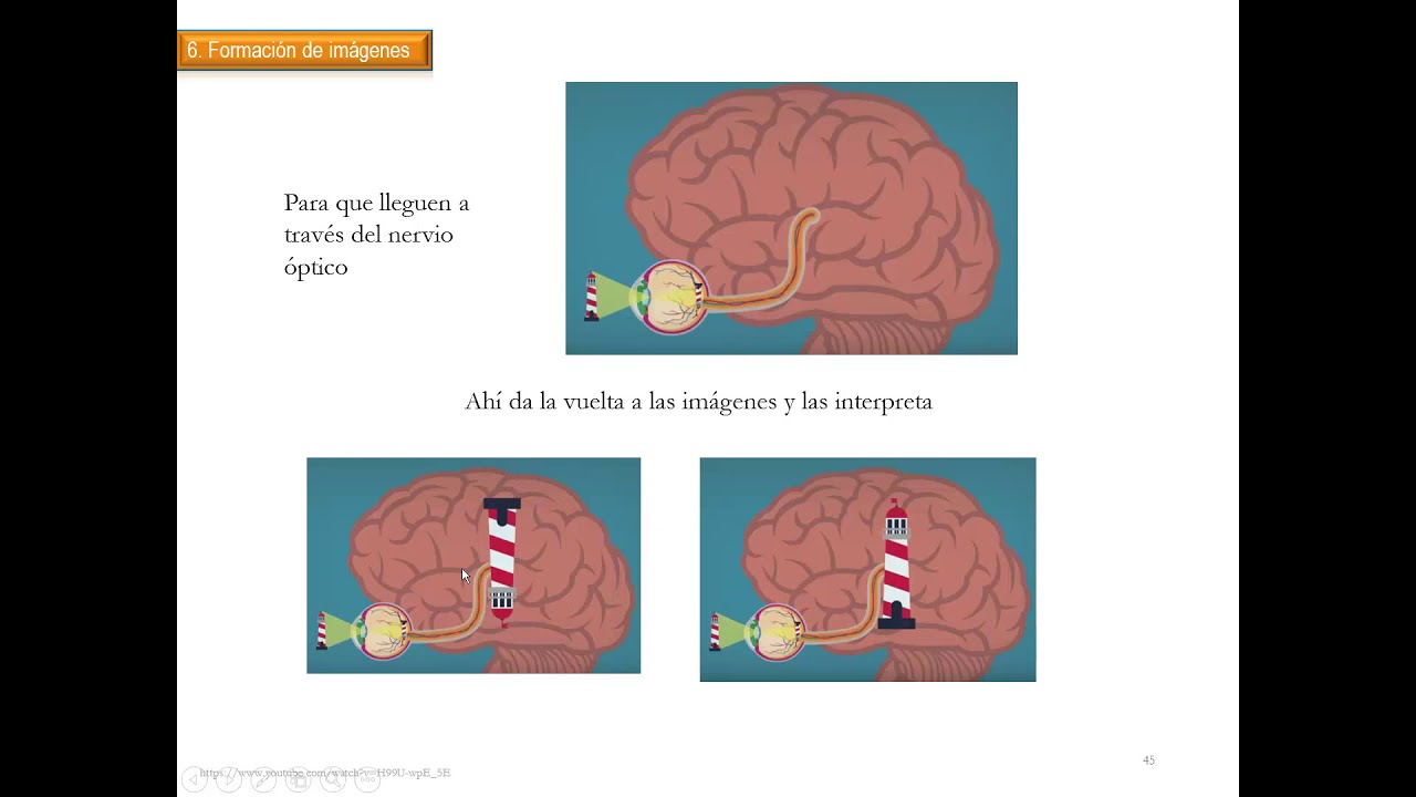 BIOFISICA DE LA OPTICA Y LA VISION
