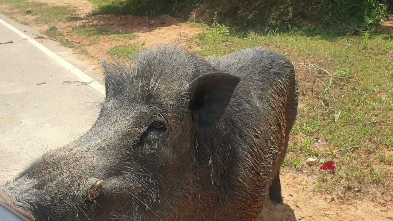 ඌරො මොනරු අඩුවක් නැති සිතුල්පව්ව | Sithulpawwa |Trip Eka…