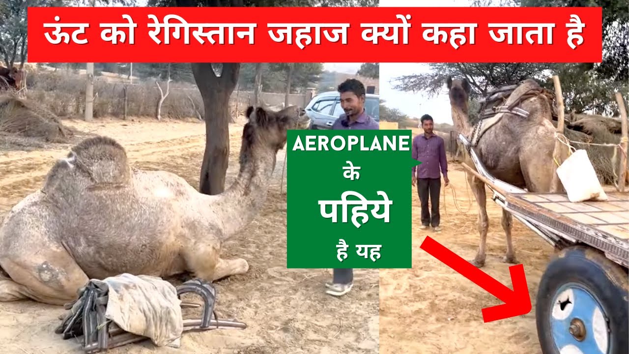 ऊंट को रेगिस्तान जहाज क्यों कहा जाता है | Camel Full Details , life , Age , price , what Eat ??