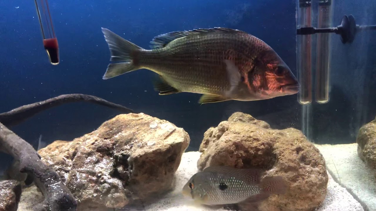 Black bream in aquarium
