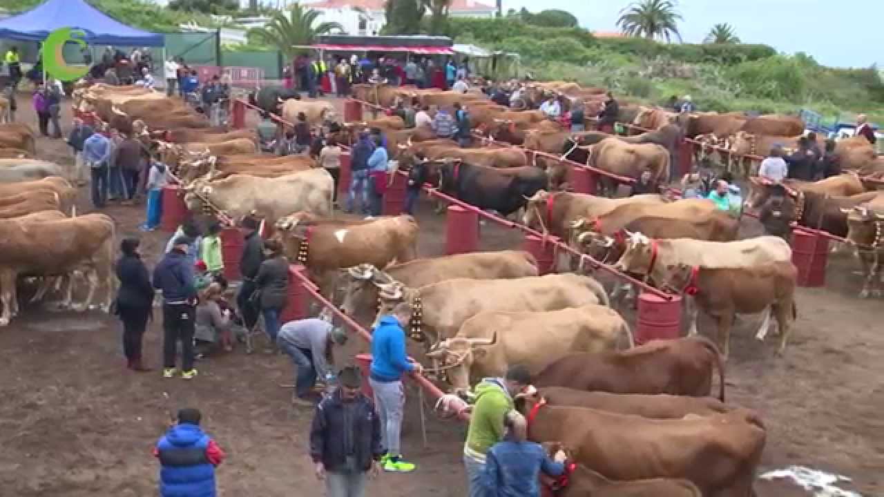 FERIAS DE GANADO