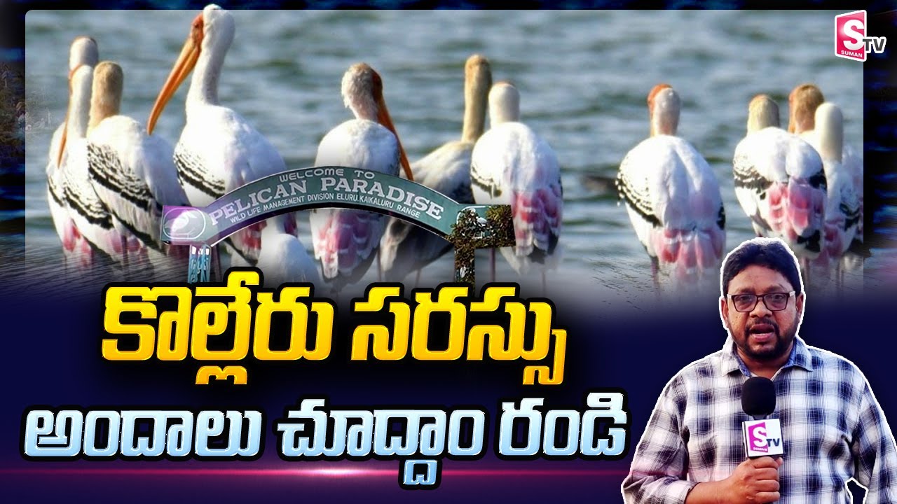 కొల్లేరు సరస్సు అందాలు చూద్దాం రండి.. Kolleru Lake Tourism Place | Kolleru Birds | SumanTV Telugu