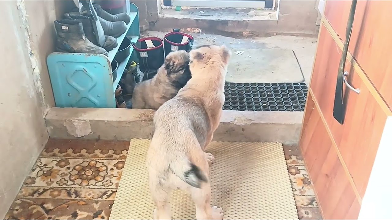 ЩЕНКИ ИЗ ТРЕХ ПОМЁТОВ В ОДНОМ ВИДЕО МАФИЯ➖ДРАГОН➖ПЕРС.МАЛЫШ ПЕРС ПЕРВЫЙ РАЗ У НАС В ДОМЕ#гампр#топ#