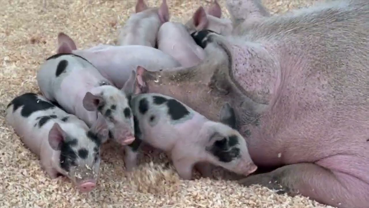 2025 Utah State Fair Announcement