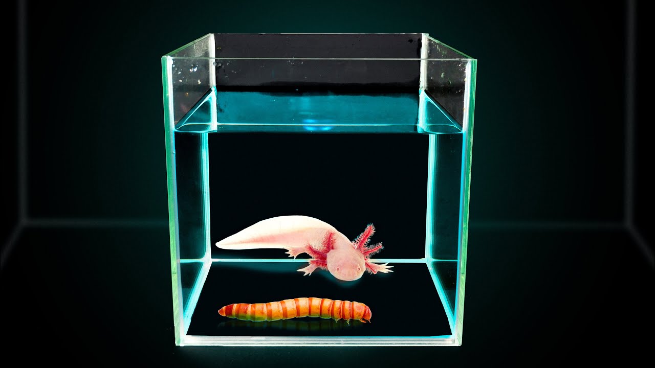 GAVE AXOLOTL A HUGE LARVA! AXOLOTL SUBJECT TO MUTATION