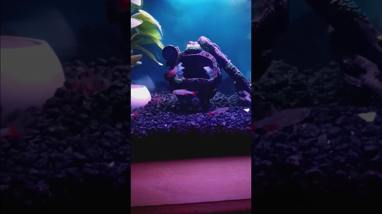 10 gallon aquarium bloodfin tetras and mystery snail.