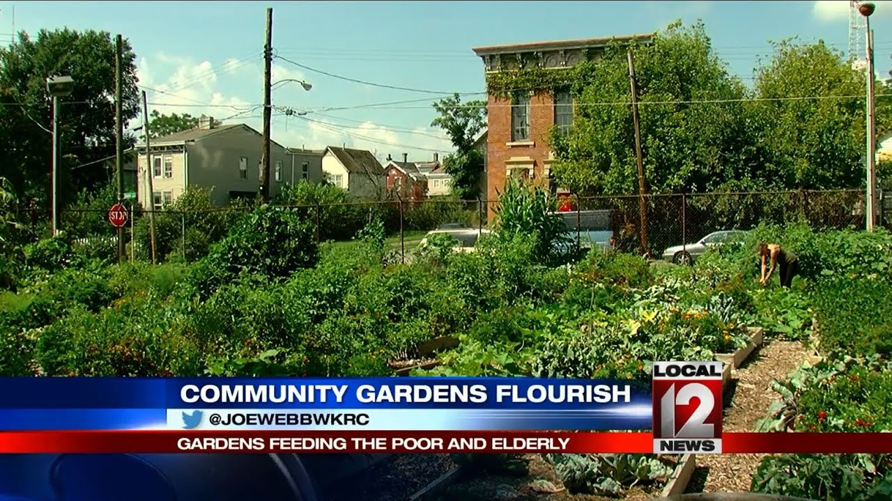 Community gardens helping to feed the poor and elderly