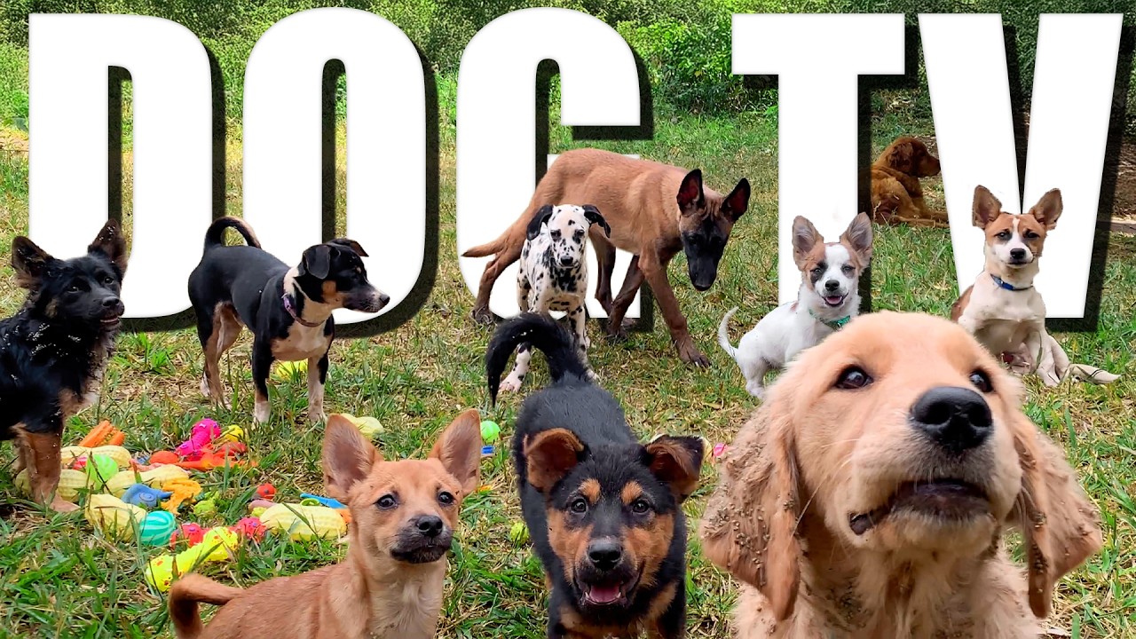 🔴[LIVE] DOG TV: Anti-Anxiety Videos for Dogs Home Alone 🐶 Dog Daycare TV  🐾 Entertainment for Dogs