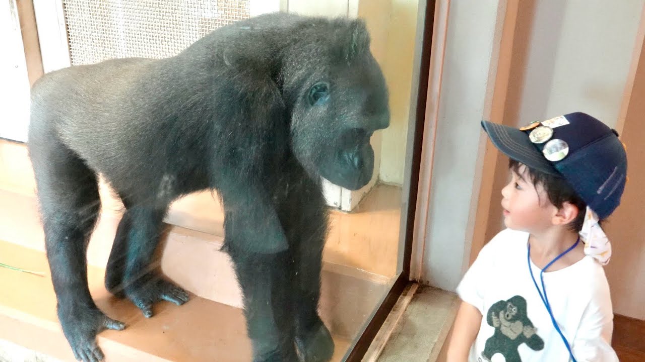 Горилла воссоединилась со своим лучшим другом после долгого времени｜Shabani Group