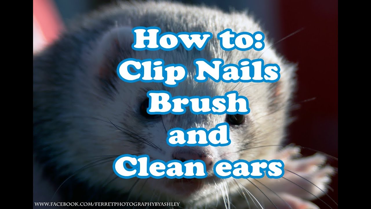 How to: Clip ferret nails, groom coats solo + showing info!