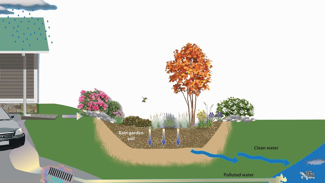 Digging Deeper with Backyard Farmer | Rain Gardens