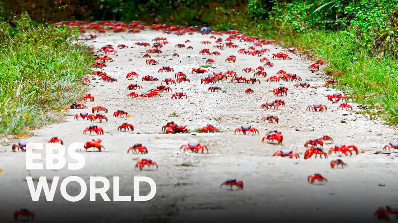 Marvels of Nature You Have to See! Massive Move of 100 Million 🦀 | Christmas Island's Red Crabs