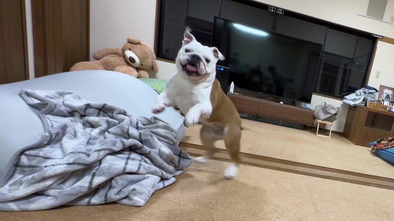 ママの言う事をちょっと聞いたら、大好きなお芋が出てきた時のブルドッグのまるこの反応が可愛すぎた(笑)