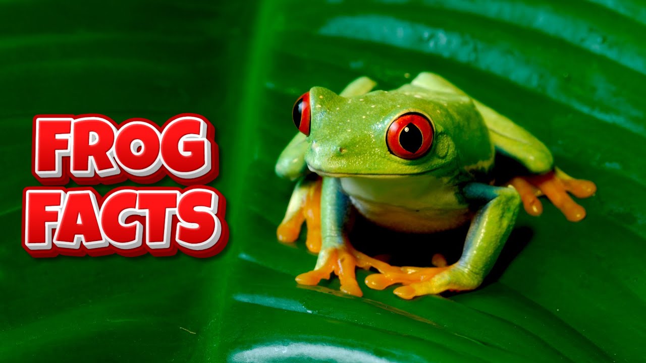 Факты о лягушках для детей 🐸 | Удивительные факты об амфибиях, которые вы не знали