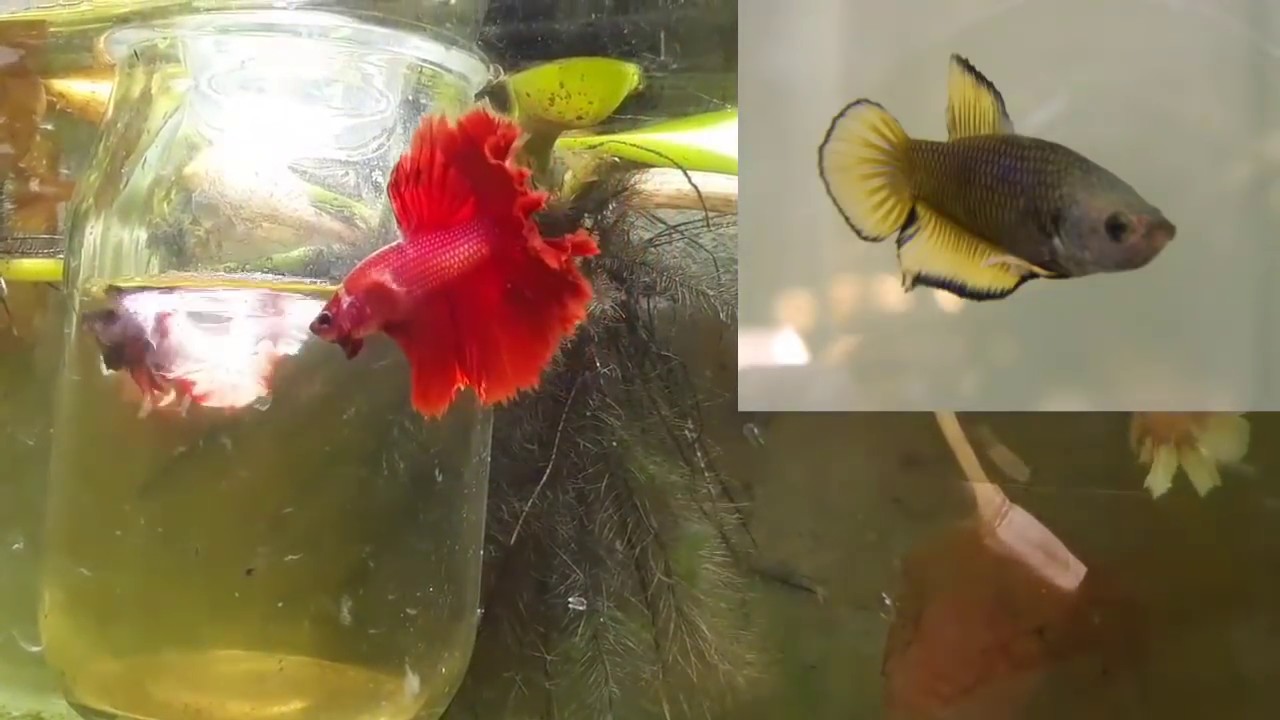 como desarrollaron los bettas media luna