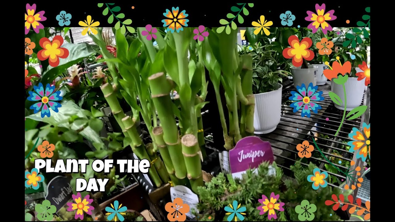 Plant of the Day. #plantoftheday #plants #ihavethisthingwithplants #flowers #gardenplants