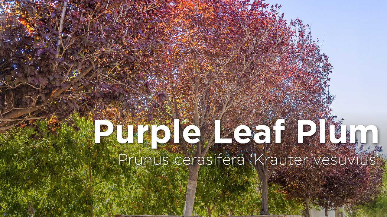 Purple Leaf Plum | Prunus cerasifera 'Krauter vesuvius'
