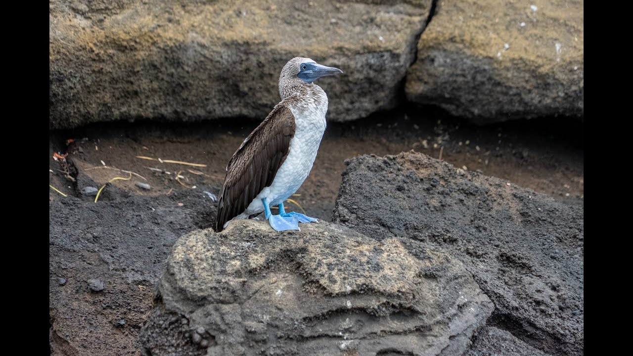 2025 Galapagos Cruise on Celebrity Flora.
