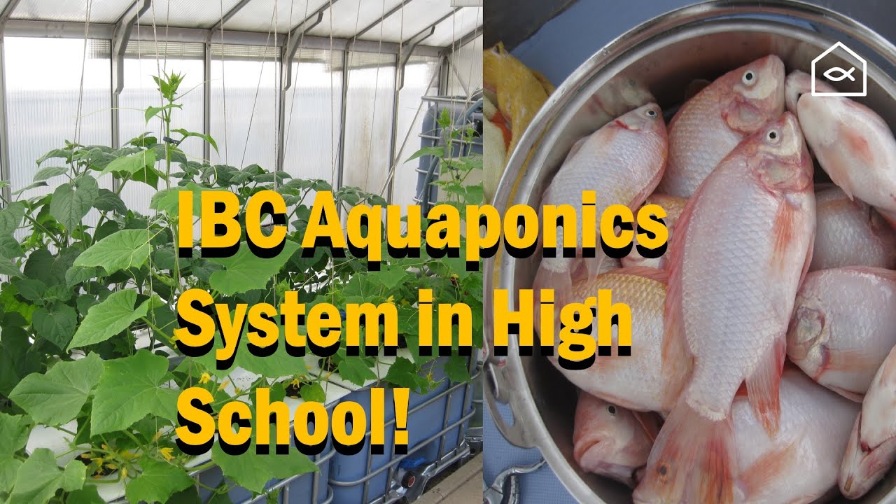 Building an IBC Aquaponics System in High School:  Tilapia, DWC & Lessons Learned