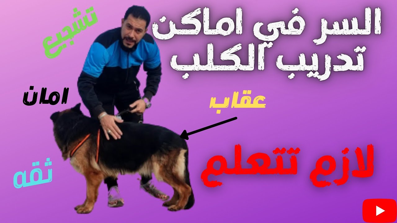 اماكن الطبطبه عند الكلب / ازاي توصل لقلبه وعقله من خلال جسمه
