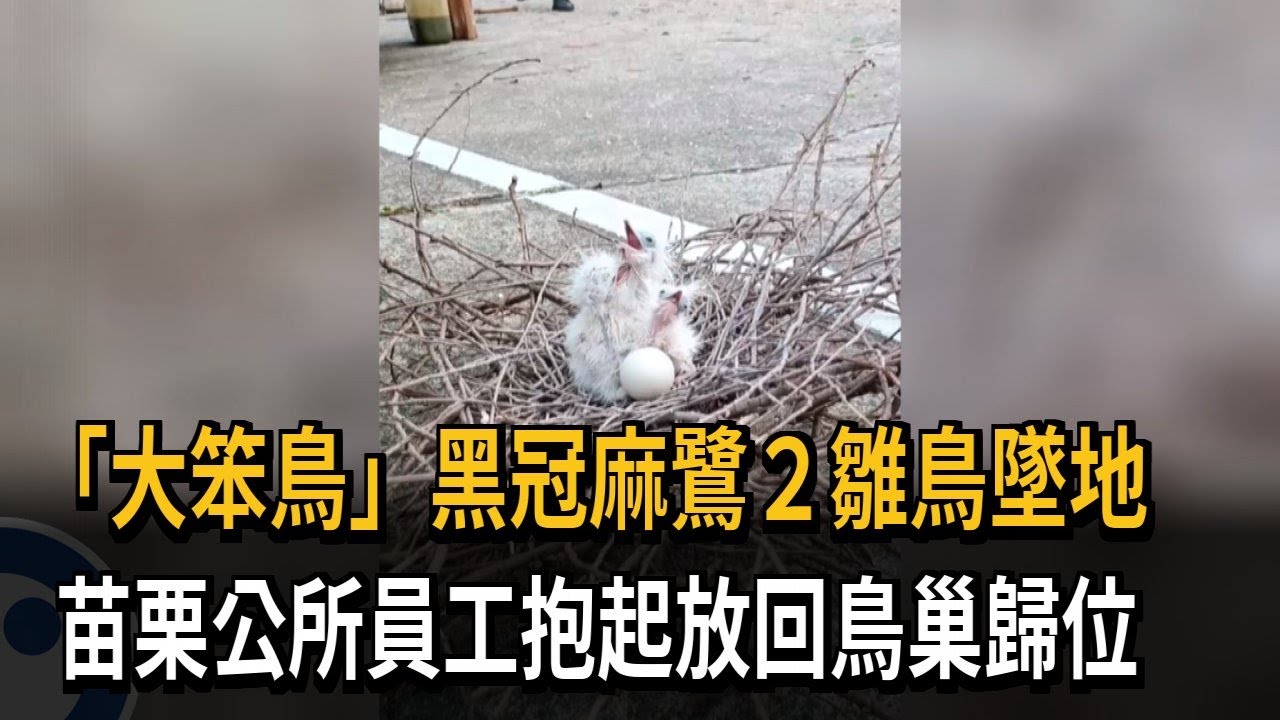 「大笨鳥」黑冠麻鷺2雛鳥墜地 公所員工助歸位－民視新聞