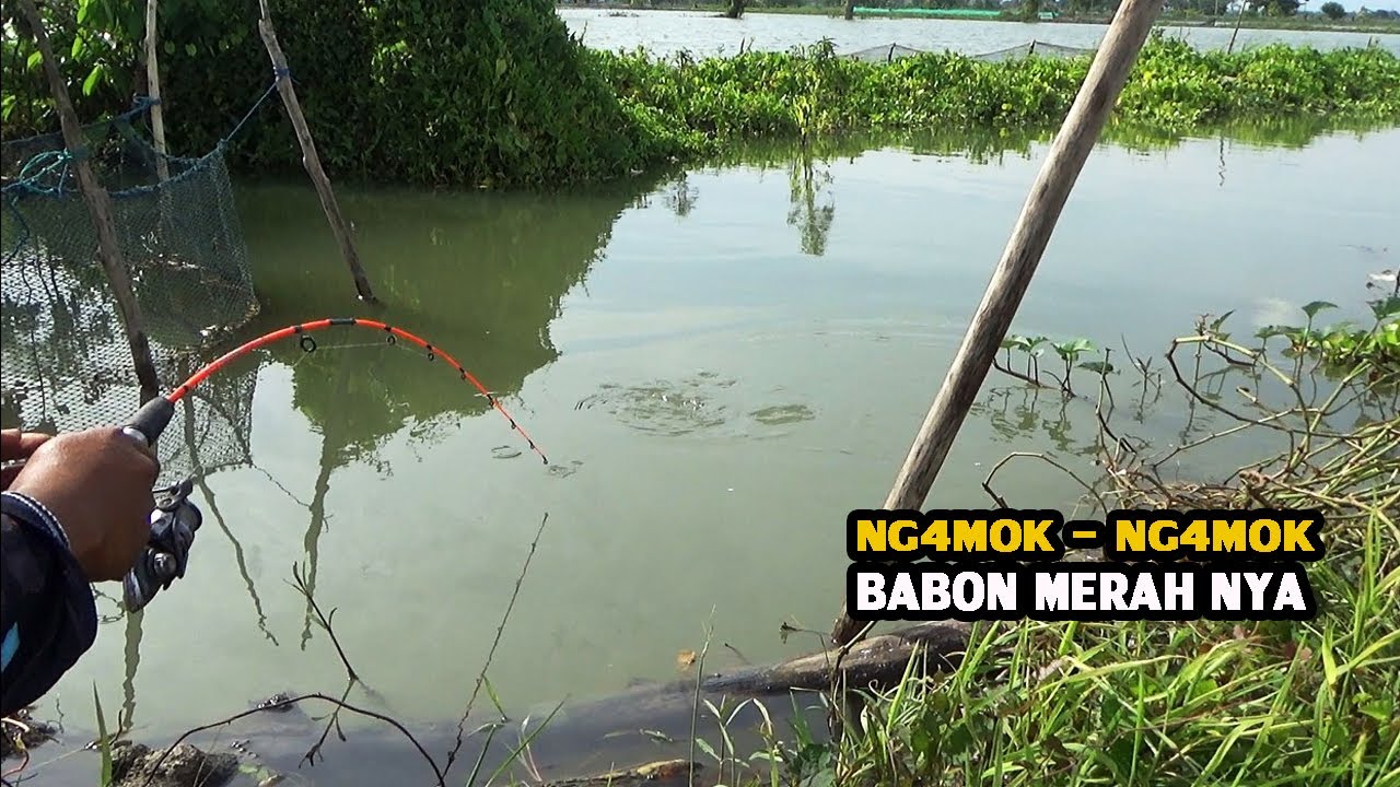Terhebat !! Ikan nya Pada Kelaparan,Tidak Perlu Menunggu Lama Untuk Strike Yang Besar
