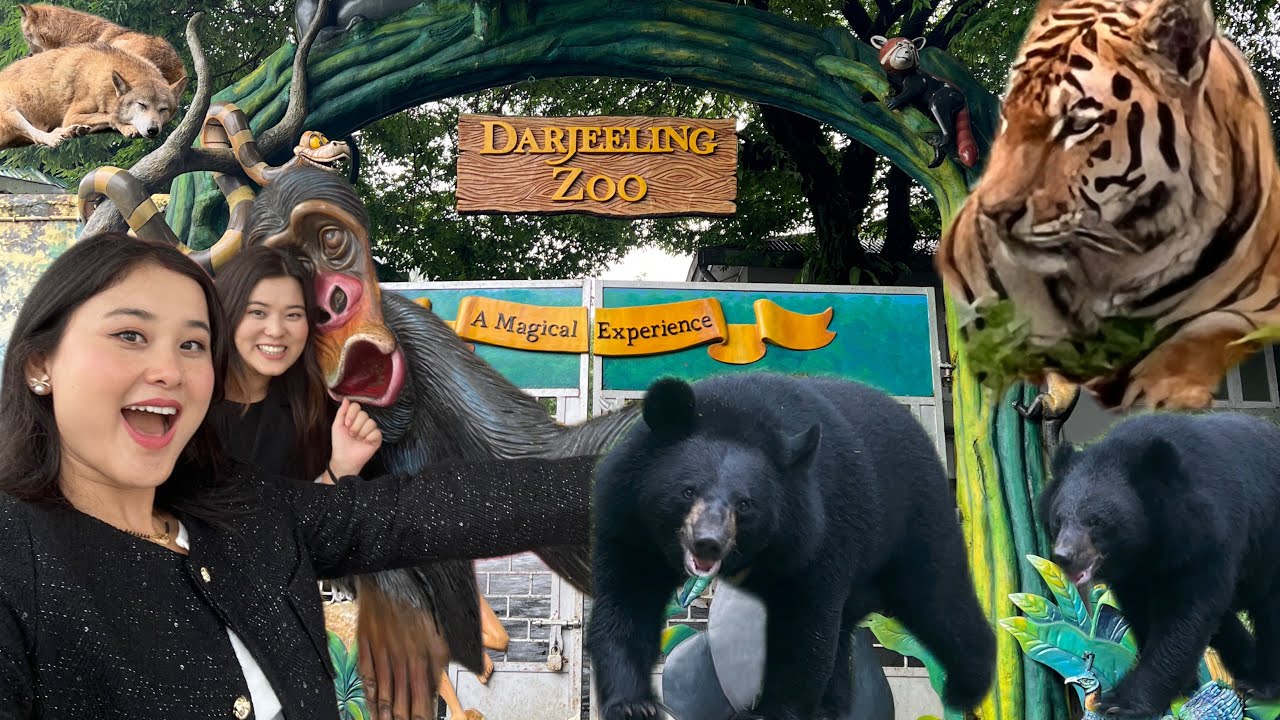 Wildlife Fun in Darjeeling Zoo || Padmaja Naidu Himalayan Zoological Park 🐼🐒🐻🐺🐯🦜🐆🦅