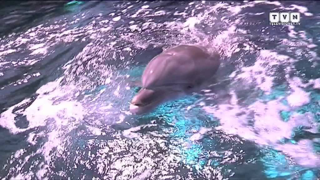 Delfini e squali - Dietro le quinte dell'Acquario di Genova