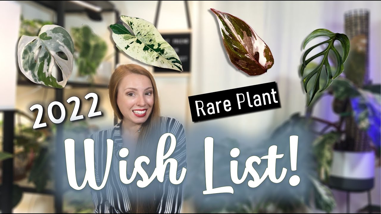 2022 Rare Plant Wishlist | Super Rare and Super Expensive Houseplants